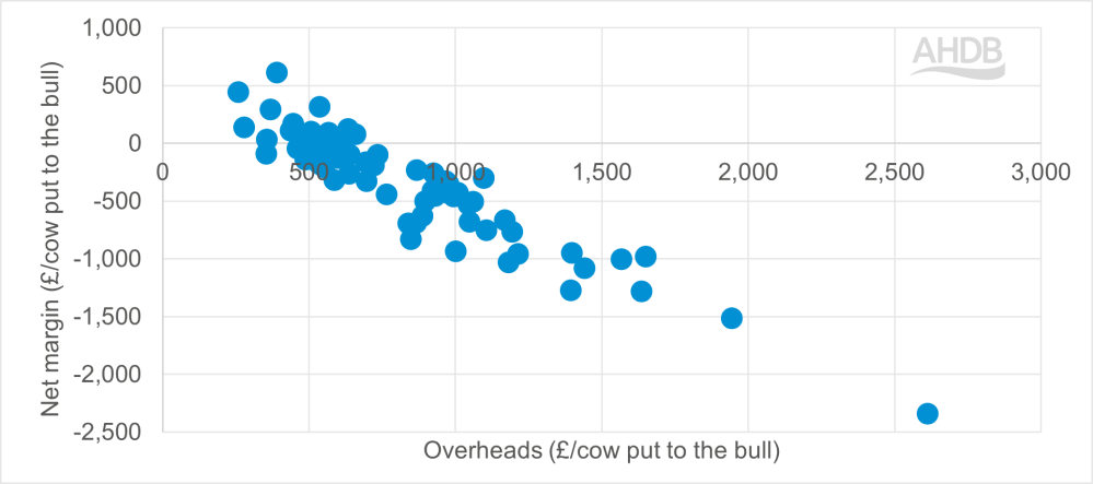 Net margin and overheads per cow put to the bull.
